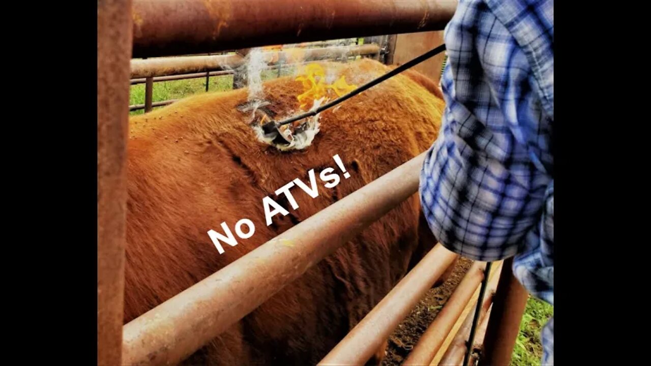 No ATVs! | Cattle Handling (In the Chute - Round 82)