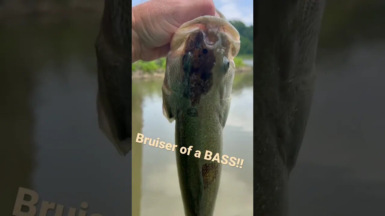 Bruiser Bass while Crappie Fishing! #bass #bassfishing #ultralightfishing #bankfishing