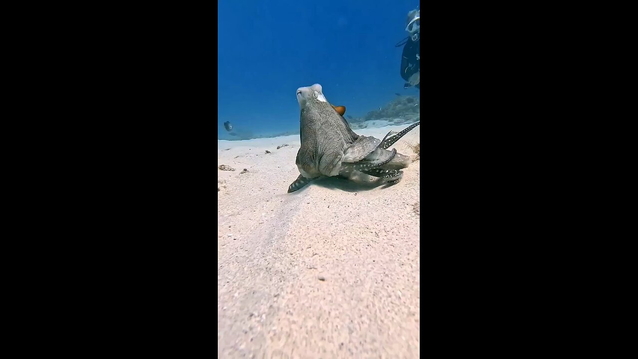wildlife animal video