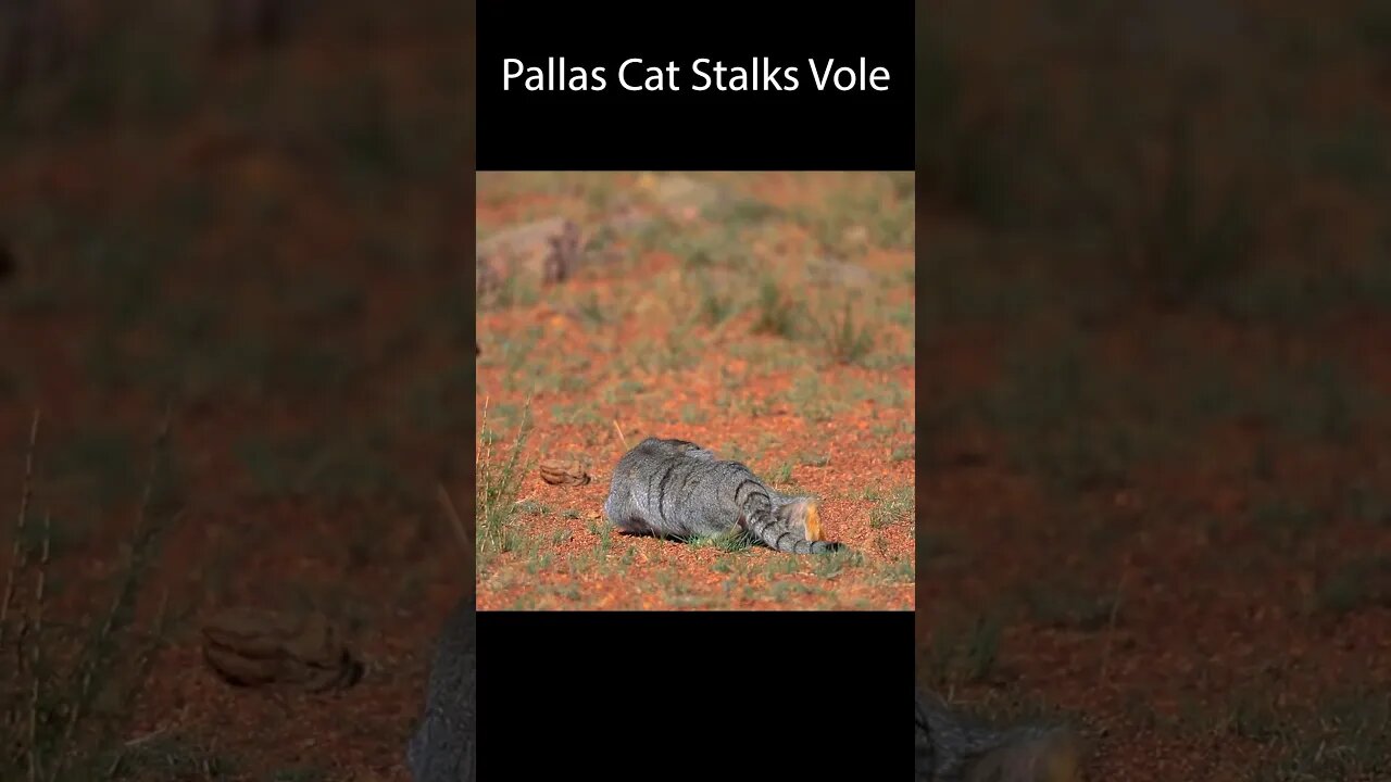 Jamie and Victor Pallas cat surveying in Mongolia-part 2