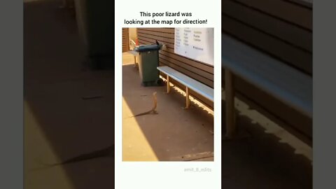 😂😂😂 Credits to @amit_8_edits on Instagram #shorts #shorts #fyp #funny #lizard