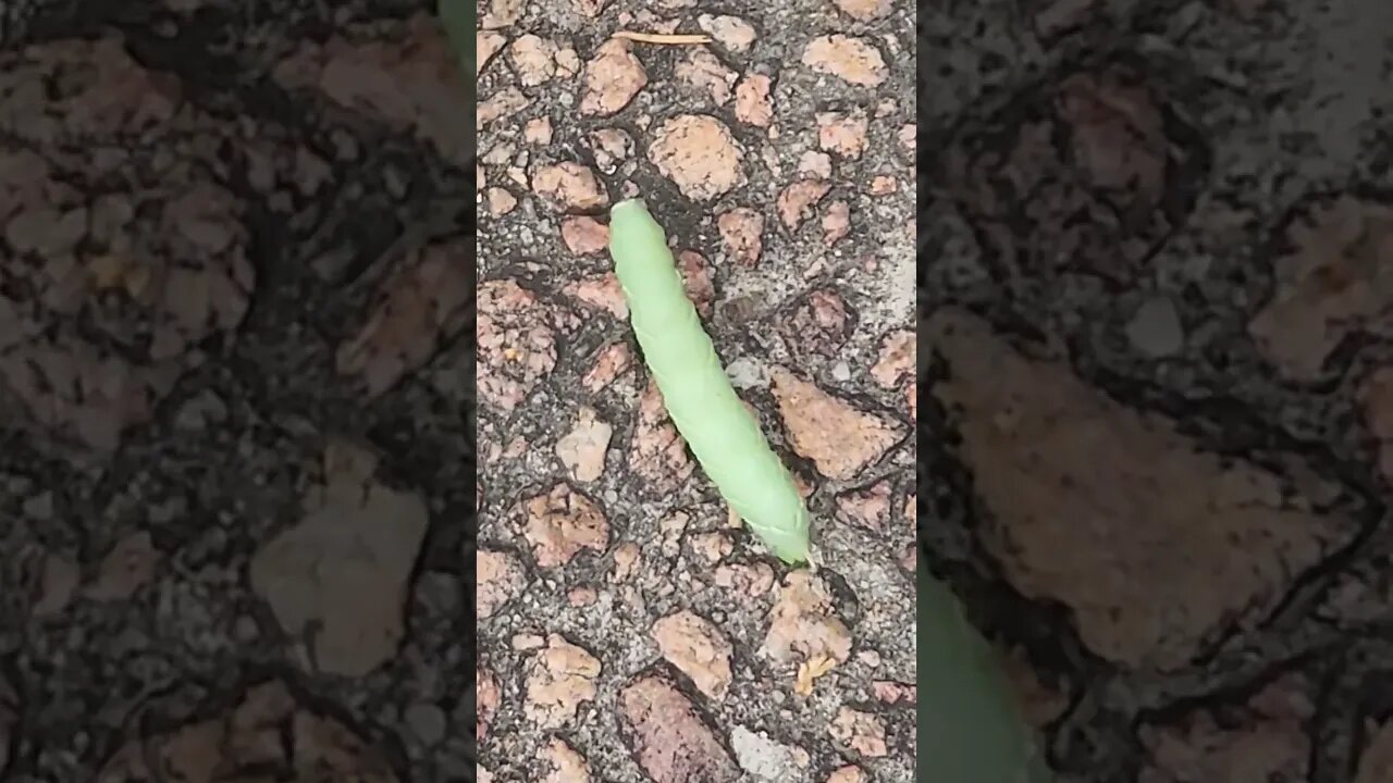 what kind of caterpillar is this!??