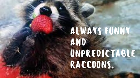 Always funny and unpredictable raccoons.
