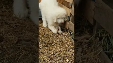 #greatpyreneese #anatolian #workingdog #puppy #homesteading #farm #farmanimals #farmlife