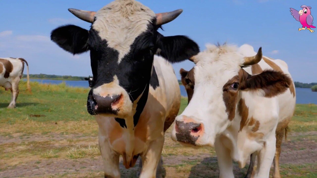 COW VIDEO 🐄🐮 COWS MOOING AND GRAZING IN A FIELD