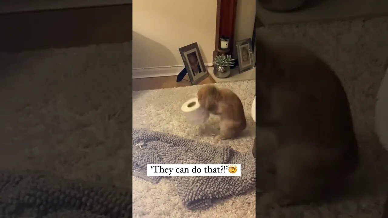 New skill? 😳🤣 #shorts #shorts #shortsvideo #fy #notmine #funny #rabbit