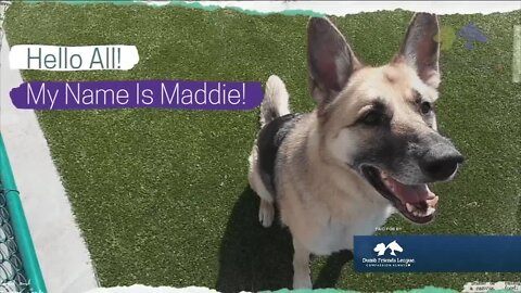Denver Dumb Friends League Meet Maddie