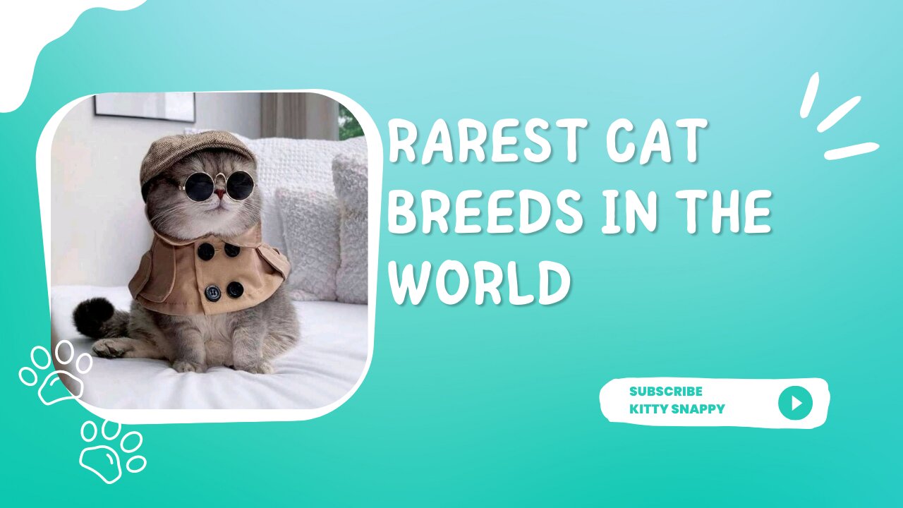 rarest cat breeds in the world