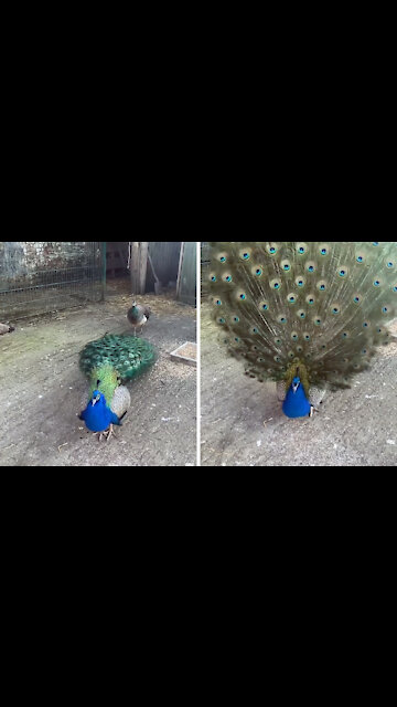 Peacock showing off its beautiful feathers