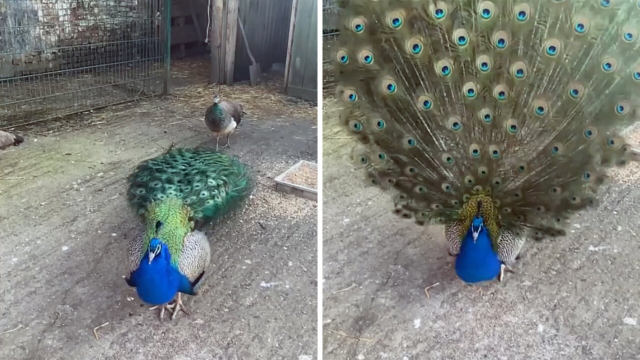 Peacock showing off its beautiful feathers