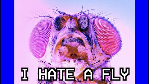 I HATE A FLY