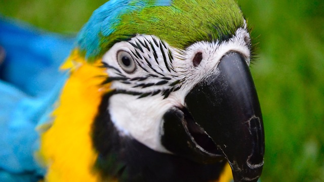 Incredibly smart parrot knows his colors