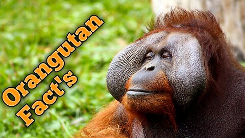 Interesting Facts About Orangutan.