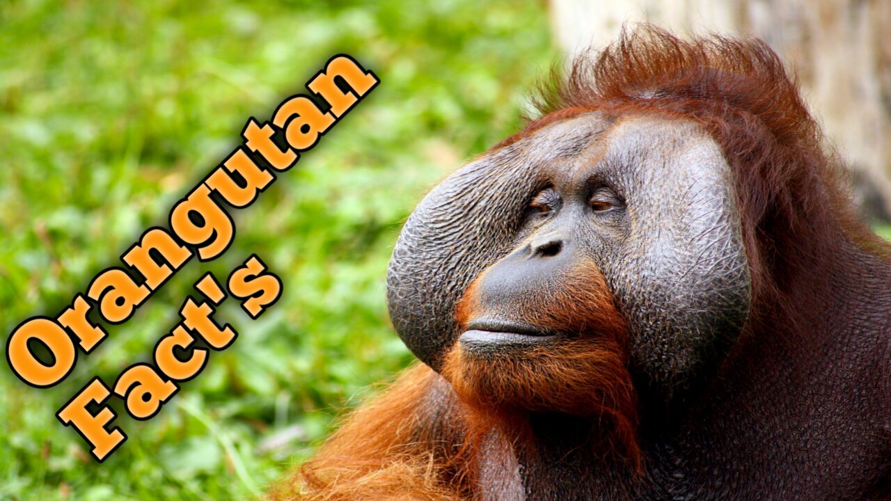 Interesting Facts About Orangutan.