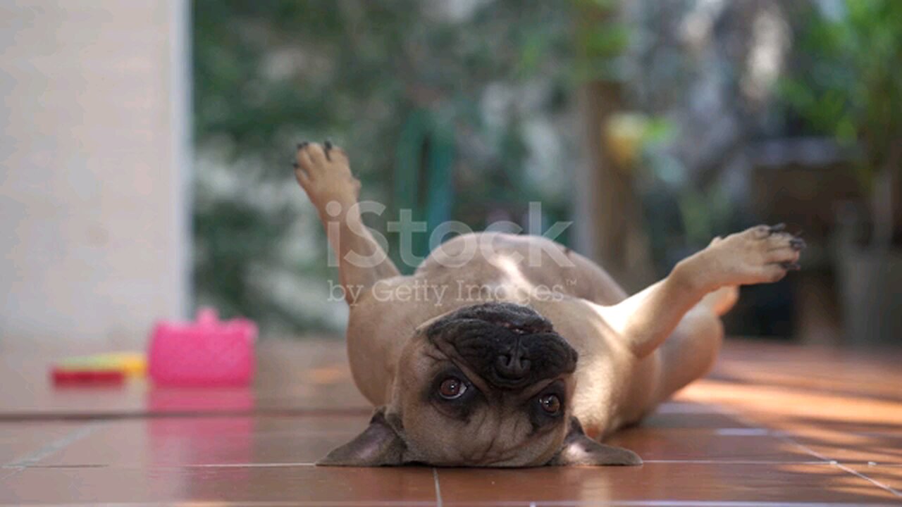 bull dog lazily lying in the ground