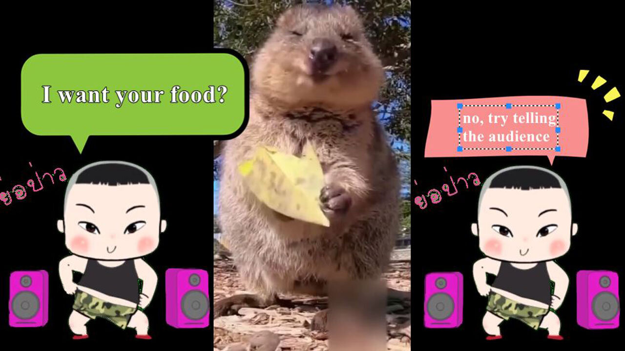 Best Funny Animal Videos of the year (2023), funniest animals ever. relax with cute animals.