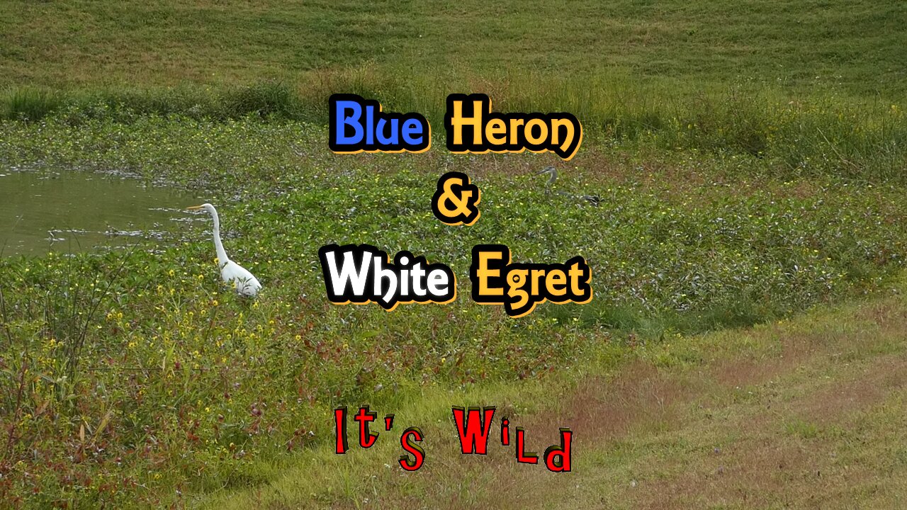 Blue Heron & White Egret