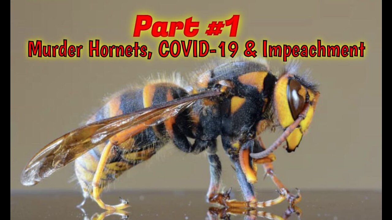 PART #1: 🐝 Murder Hornets, CoRNey, Impeachment & COVID-19 (9/2020)