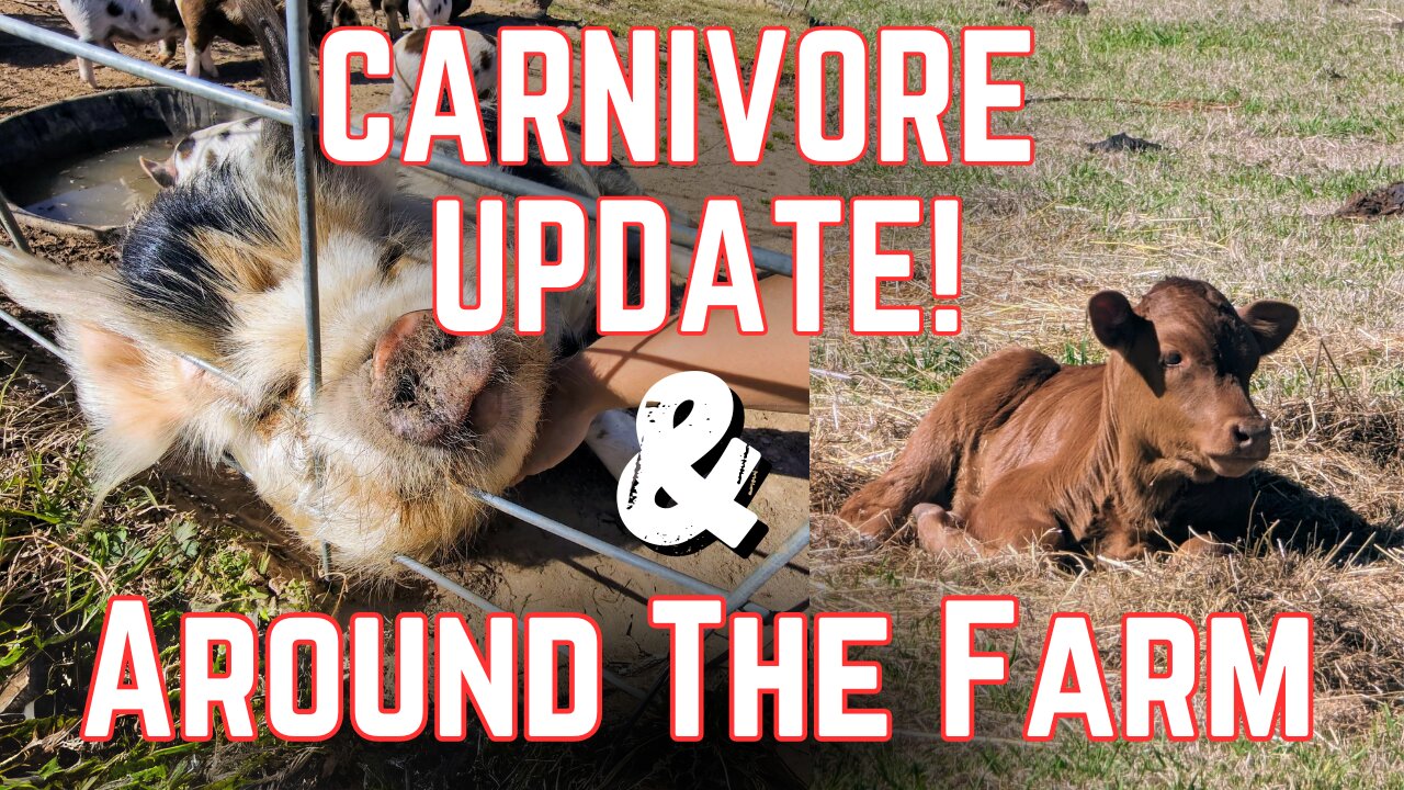 Carnivore Update & Around The Farm Update!