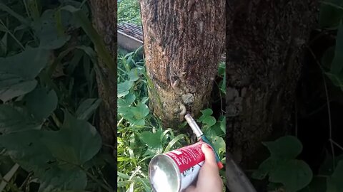 ulat bulu