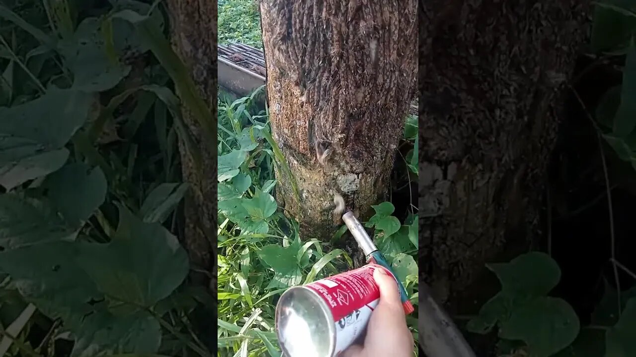 ulat bulu