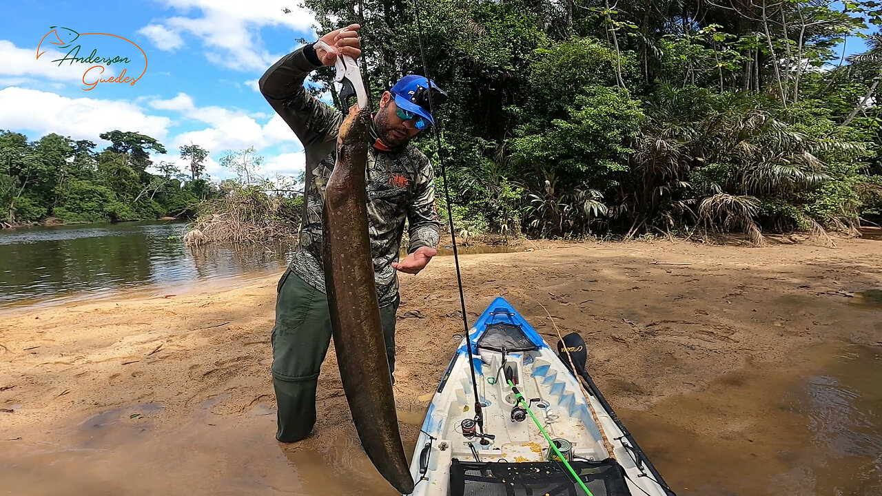 ELECTRIC FISH .FISH THAT HAS ALREADY TAKEN THE LIFE OF MANY! 1500 VOLTS