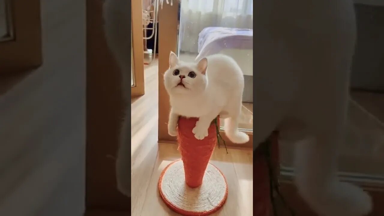 Cute Ccat Fun #cat #reels #shorts #funny