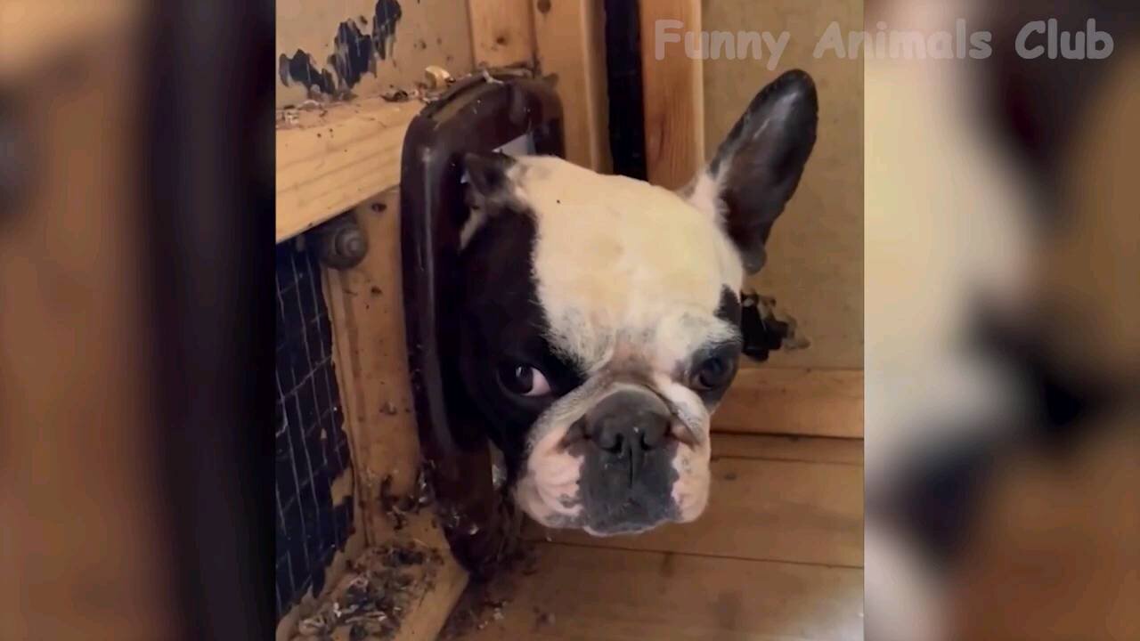 Funny Animal Videos 2022 π - Best Dogs And Cats Videos πΊπ
