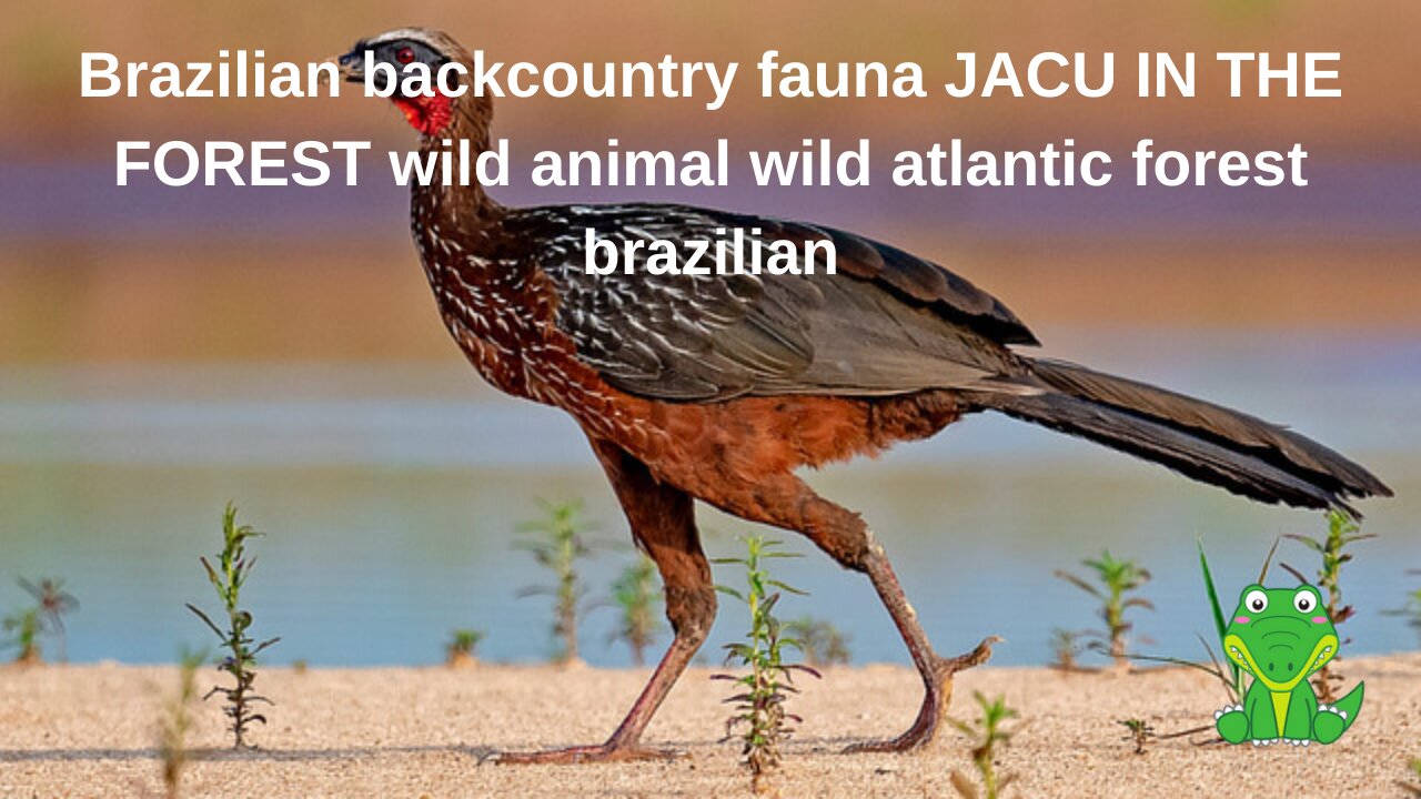 Brazilian backcountry fauna JACU IN THE FOREST wild animal wild atlantic forest brazilian