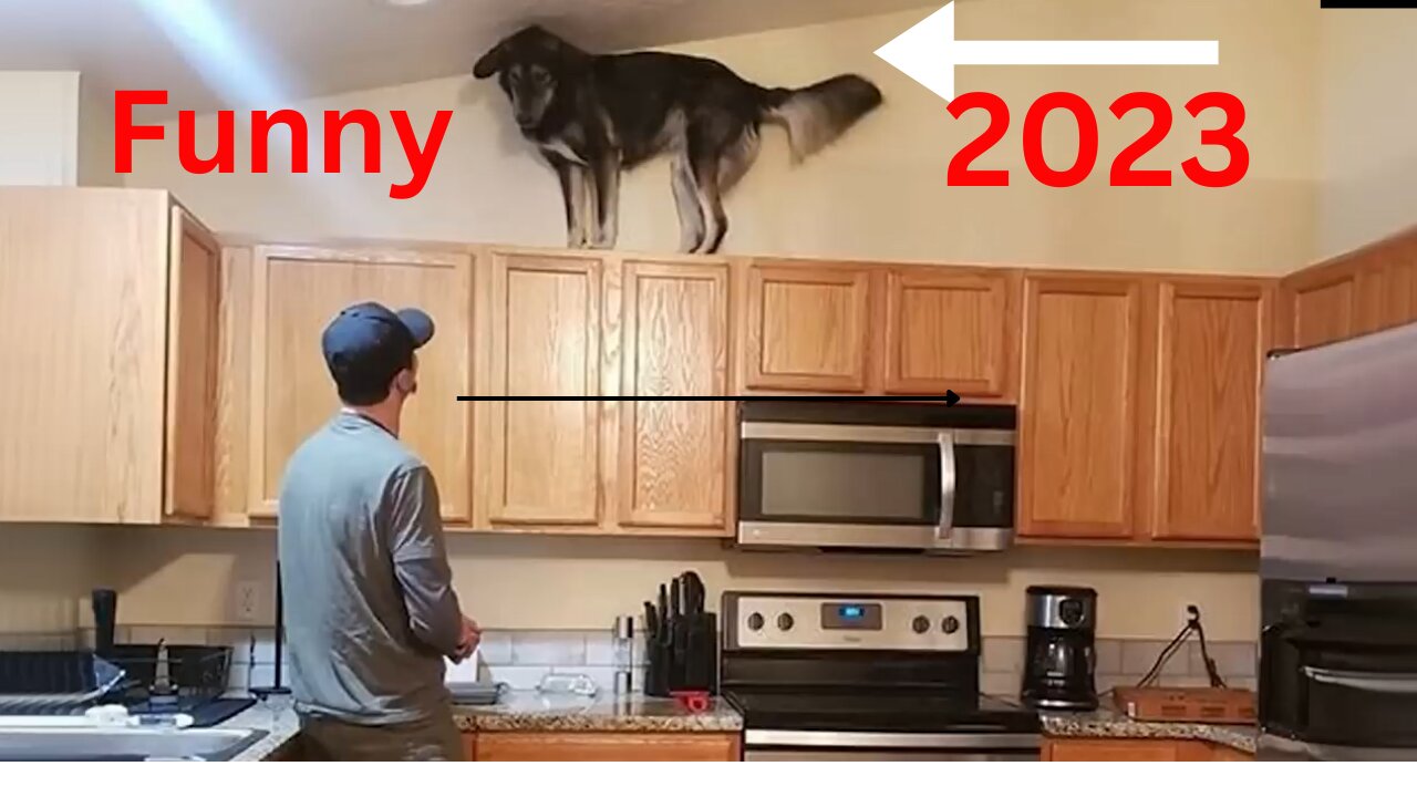 Funny Dogs 2023