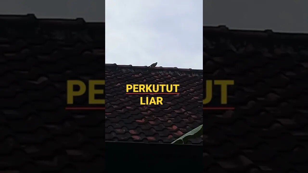 PERKUTUT LIAR, #short