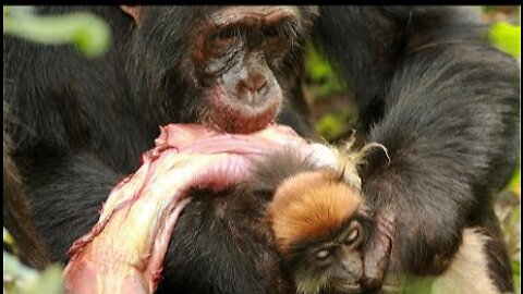 7 Brutal Hunting Moments Of Chimpanzee