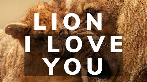 Lion i Love You