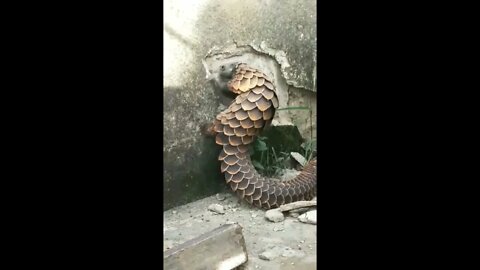 Pangolin, destroyer of walls