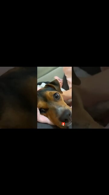 AMOR PELOS PET🥺😭🥰