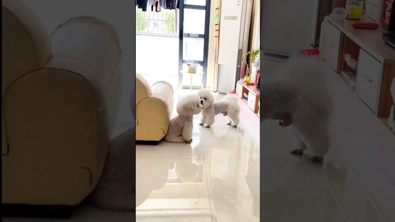 so cute babe dog 🐕🐶#cute #dog #trynottolought #funny #catcatfunnyfightcompilation #catfunny