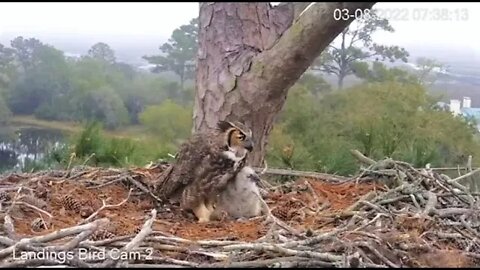 Breakfast on The Balcony 🦉 3/8/22 07:38