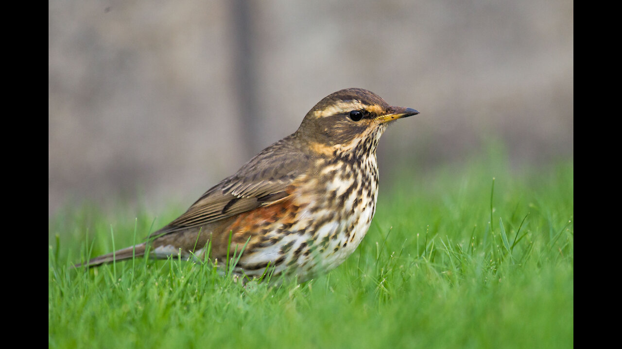 Turdus iliacus Enjoy ringtone