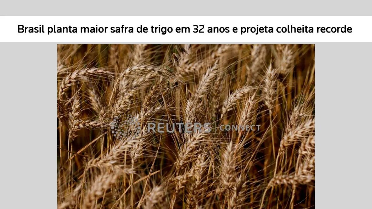 Brasil planta maior safra de trigo em 32 anos e projeta colheita recorde