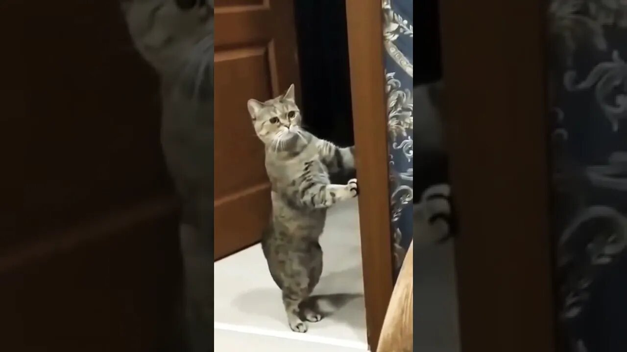 Cat Funny Video #shorts #reels #cat #funny #viral