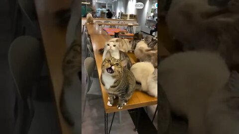 cute cat videos 😹 funny videos 😂 468 😻