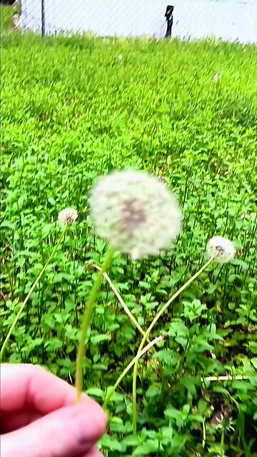 How to use a Dandelion. Quick simulation.