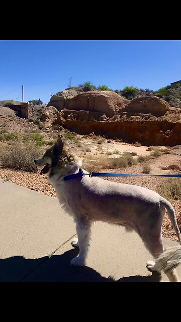 Rare, Wild Desert Malamute spotted in natural habitat