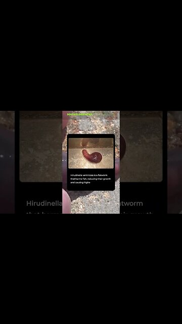 These ALIENS live in every wahoo!