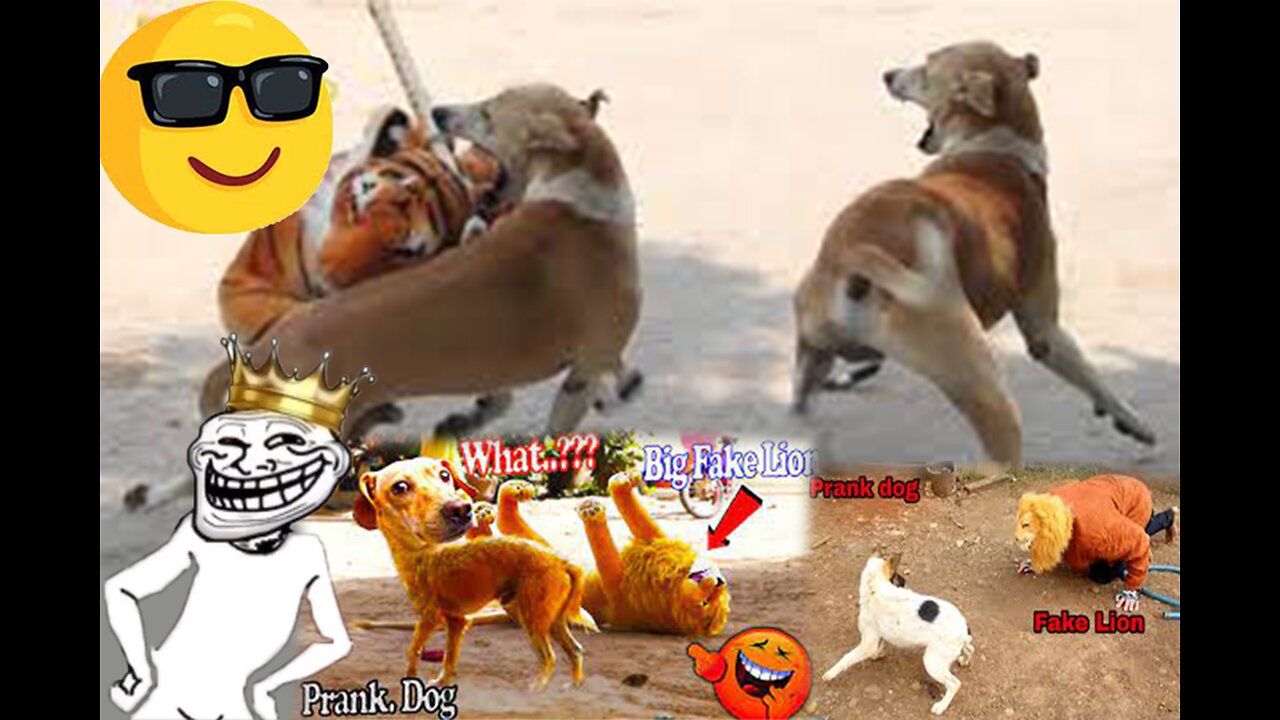 Troll Prank Dog Funny & fake Lion and Fake Tiger Prank To dog & Huge Box Prank to dog