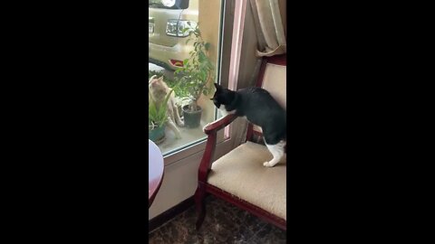 Cat Saying Hello to the Neighbors