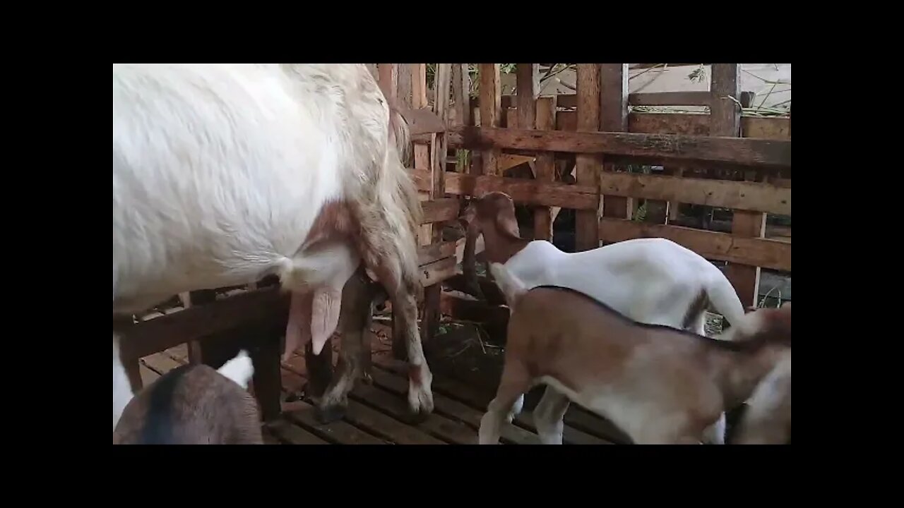 anak kambing yatim piatu nyusu kambing laen, #anakkambing