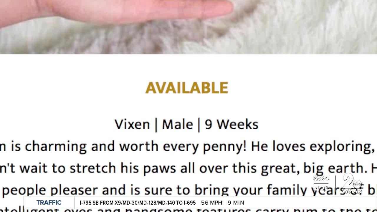 Pet scam victims duped into sending thousands of dollars and multiple payments