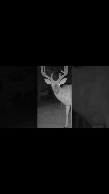 Backyard Buck Update! (Good Growth)