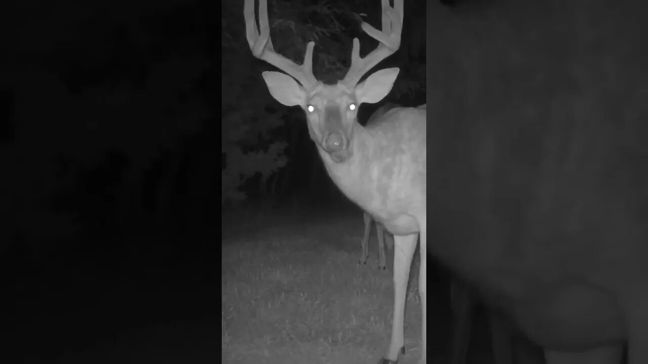 Backyard Buck Update! (Good Growth)